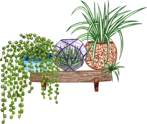 Houseplants on Shelf